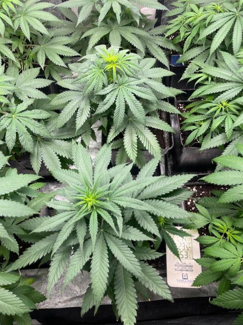 Sherbet Jedi Joint. HighBreed. Week 7