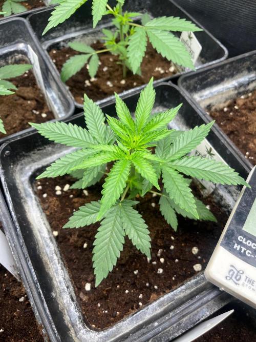 Wedding Cake. RoyalQueenSeeds. Week 4
