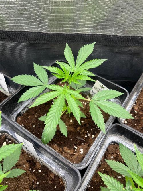 Wedding Cake. RoyalQueenSeeds. Week 4