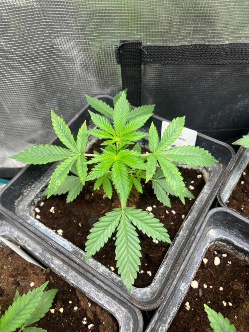 Hulkberry. RoyalQueenSeeds. Week 4