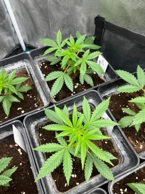 Hulkberry. RoyalQueenSeeds. Week 4