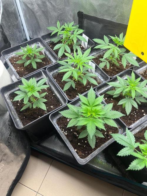 Hulkberry. RoyalQueenSeeds. Week 4