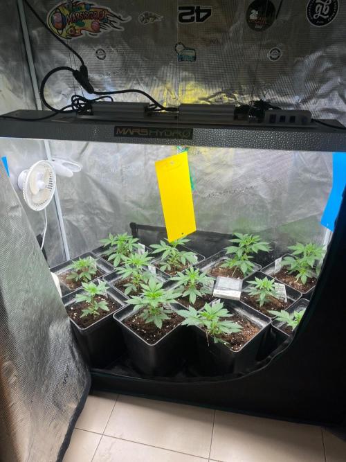 Hulkberry. RoyalQueenSeeds. Week 4