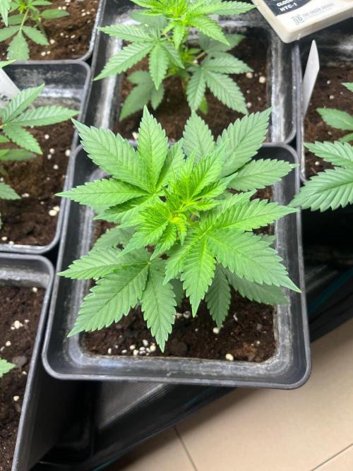 Gorilla Cookies. Seedstockers. Week 4