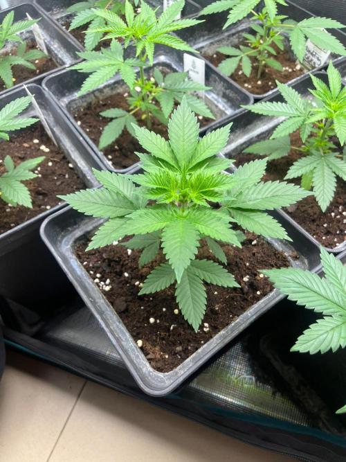 Gorilla Cookies. Seedstockers. Week 4