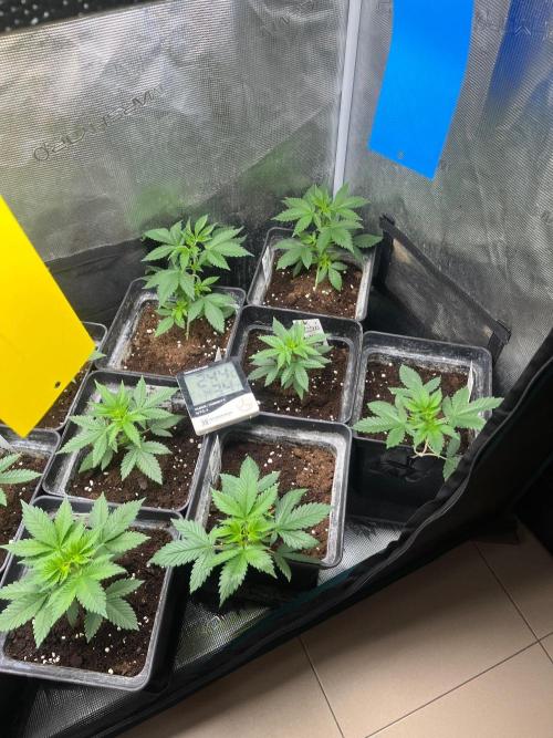 Gorilla Cookies. Seedstockers. Week 4