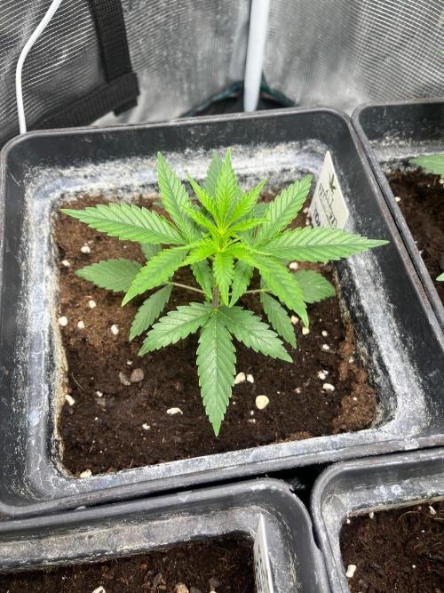Toad Venum. Growers Choice. Week 4