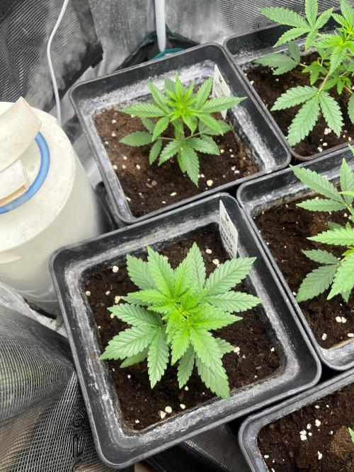 Toad Venum. Growers Choice. Week 4