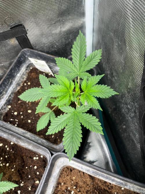 Oreoz USA. Kannabia seeds company. Week 4
