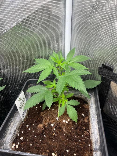 Oreoz USA. Kannabia seeds company. Week 4