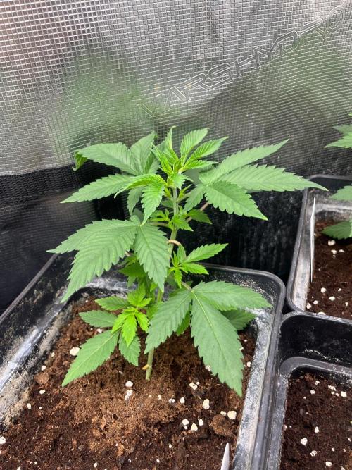 Oreoz USA. Kannabia seeds company. Week 4