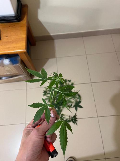 Zoap Rose. Kannabia Seeds Company. Week 7