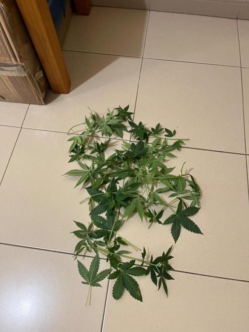 Zoap Rose. Kannabia Seeds Company. Week 7