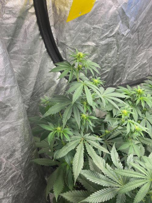 Zoap Rose. Kannabia Seeds Company. Week 8