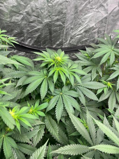 Zoap Rose. Kannabia Seeds Company. Week 8