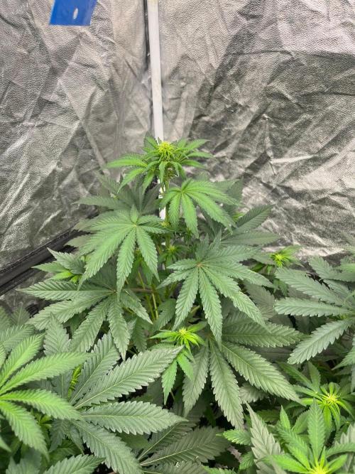 Zoap Rose. Kannabia Seeds Company. Week 8