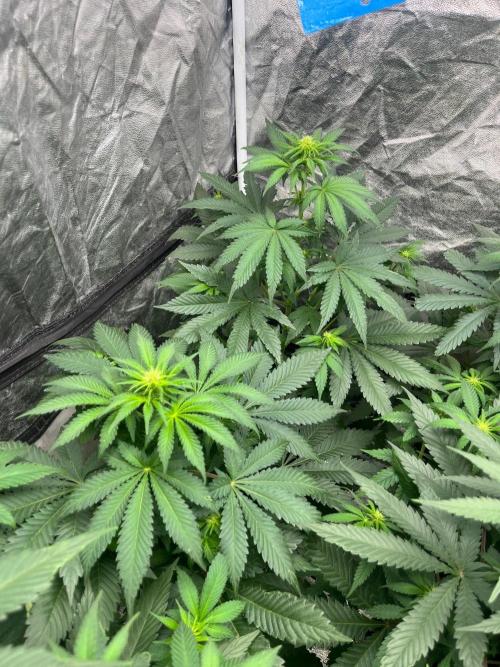 Zoap Rose. Kannabia Seeds Company. Week 8