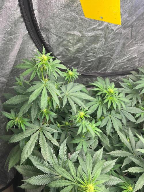 Zoap Rose. Kannabia Seeds Company. Week 8