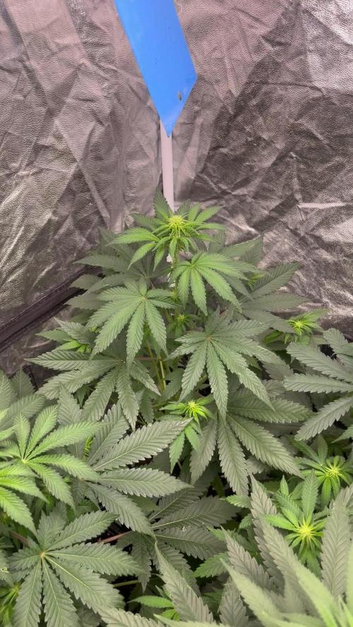 Zoap Rose. Kannabia Seeds Company