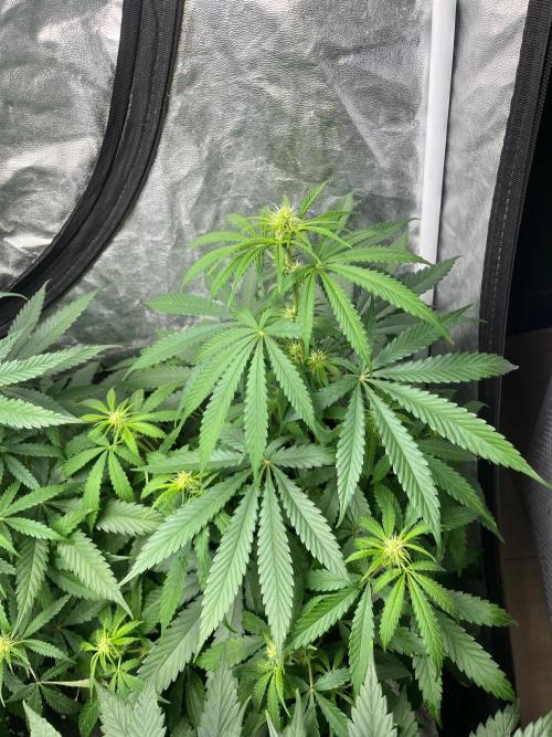 Gelato 41. Seedstockers. Week 8