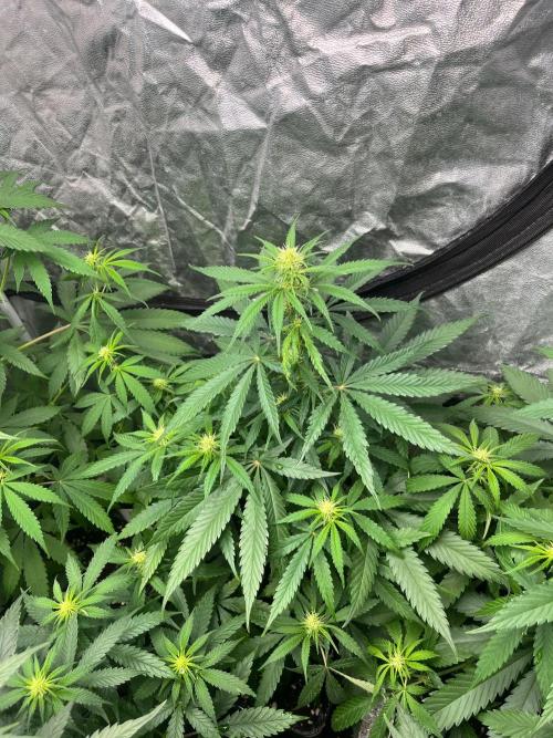 Gelato 41. Seedstockers. Week 8