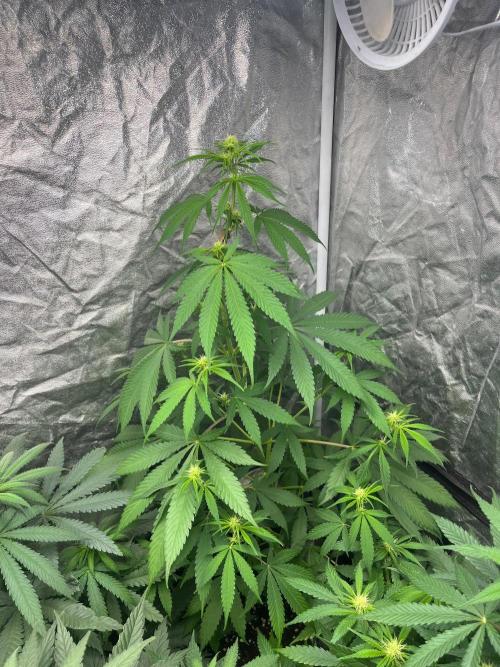 Gelato 41. Seedstockers. Week 8