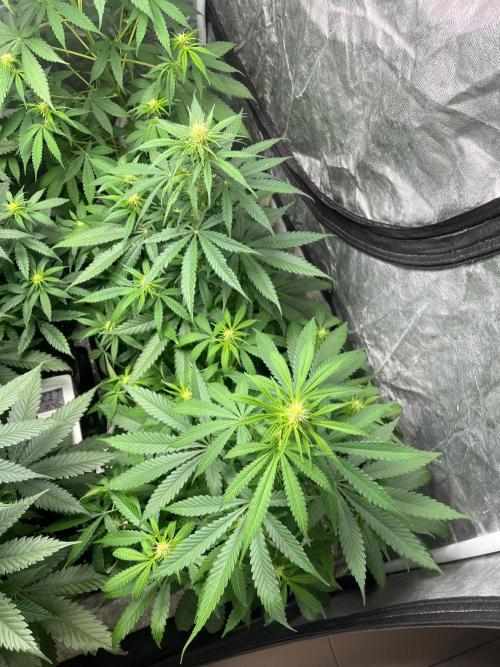Gelato 41. Seedstockers. Week 8