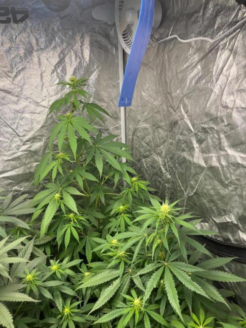 Gelato 41. Seedstockers. Week 8