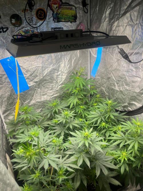 Gelato 41. Seedstockers. Week 8