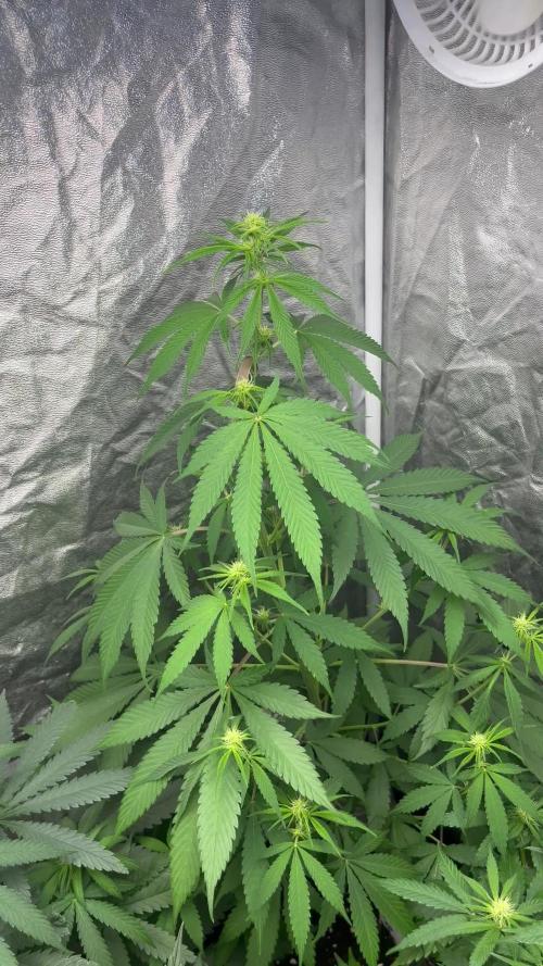 Gelato 41. Seedstockers