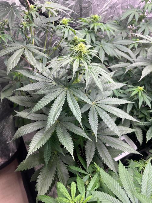 Sherbet Jedi Joint. HighBreed. Week 8