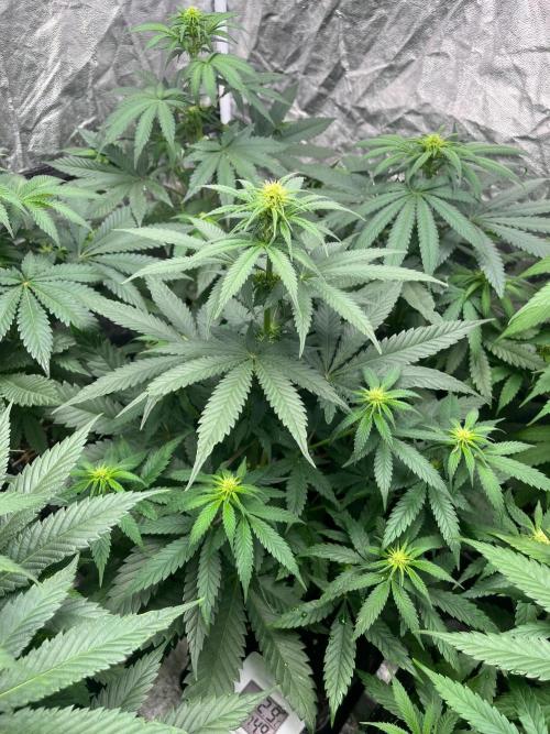 Sherbet Jedi Joint. HighBreed. Week 8