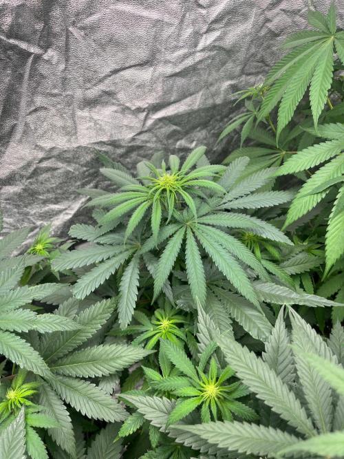 Sherbet Jedi Joint. HighBreed. Week 8