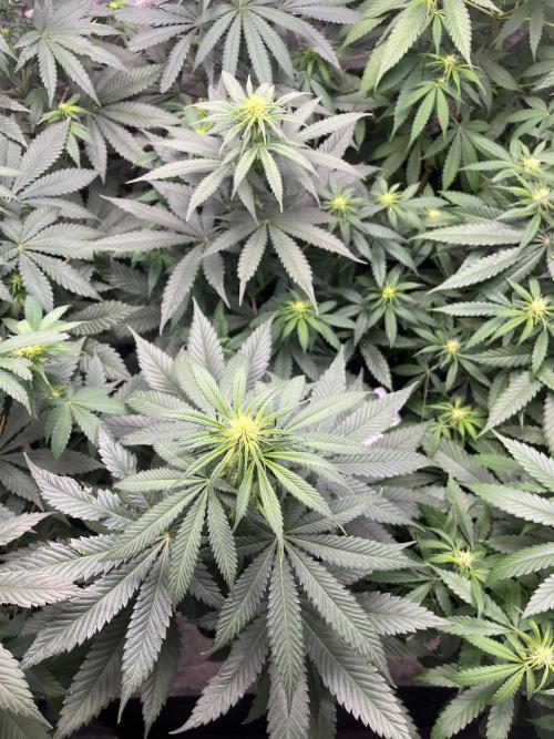 Sherbet Jedi Joint. HighBreed. Week 8
