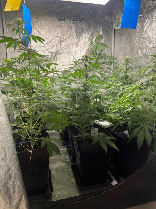 Sherbet Jedi Joint. HighBreed. Week 8
