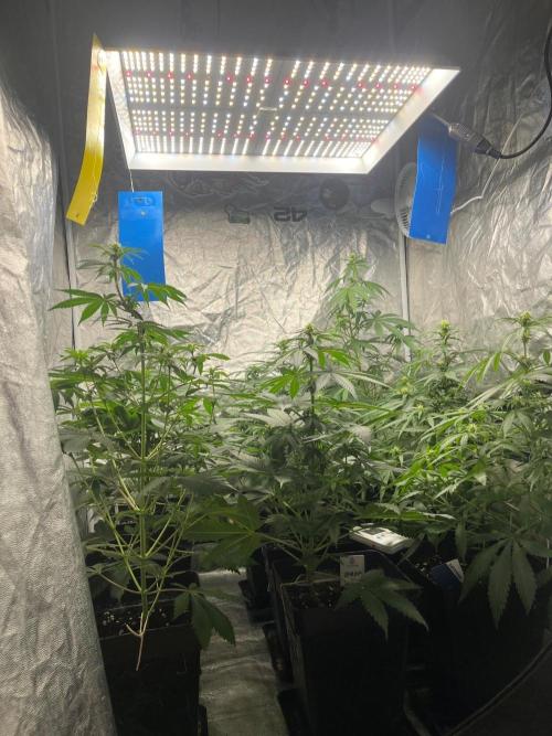 Sherbet Jedi Joint. HighBreed. Week 8