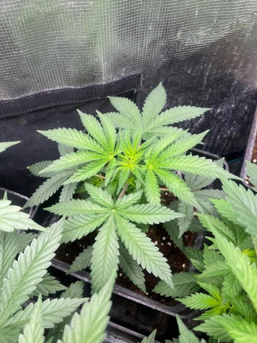 Wedding Cake. RoyalQueenSeeds. Week 5