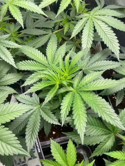 Wedding Cake. RoyalQueenSeeds. Week 5