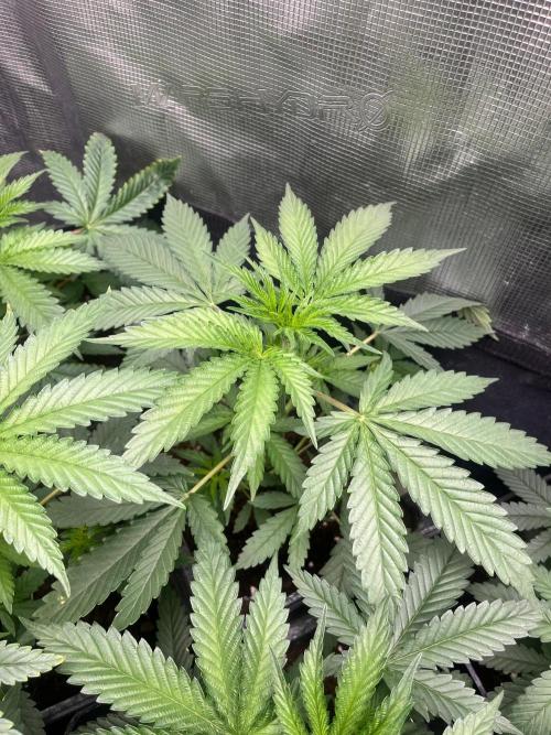 Wedding Cake. RoyalQueenSeeds. Week 5