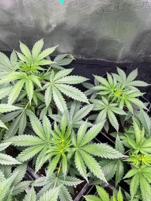 Wedding Cake. RoyalQueenSeeds. Week 5