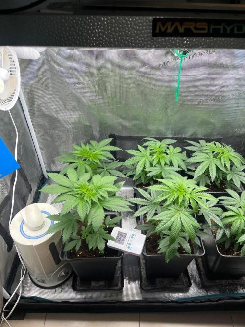 Wedding Cake. RoyalQueenSeeds. Week 5