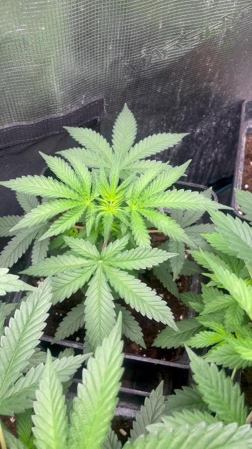 Wedding Cake. RoyalQueenSeeds
