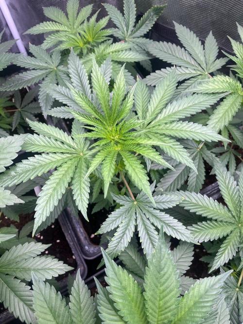 Hulkberry. RoyalQueenSeeds. Week 5