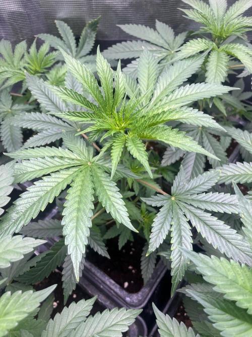 Hulkberry. RoyalQueenSeeds. Week 5