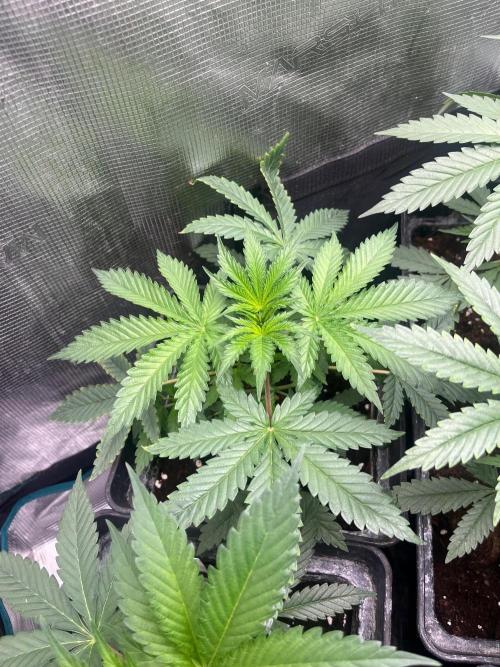 Hulkberry. RoyalQueenSeeds. Week 5
