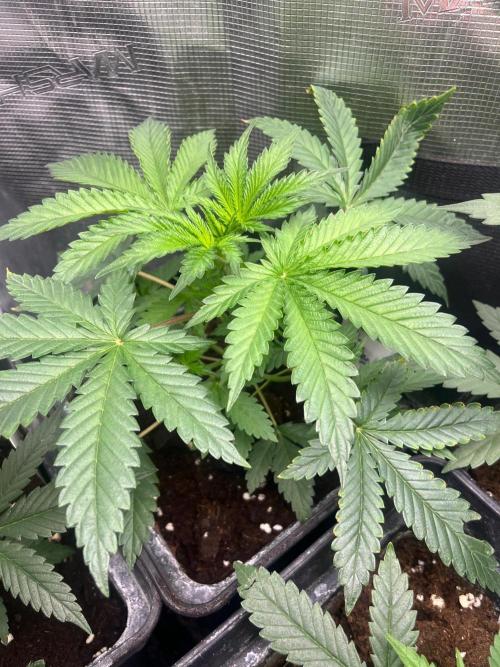 Hulkberry. RoyalQueenSeeds. Week 5
