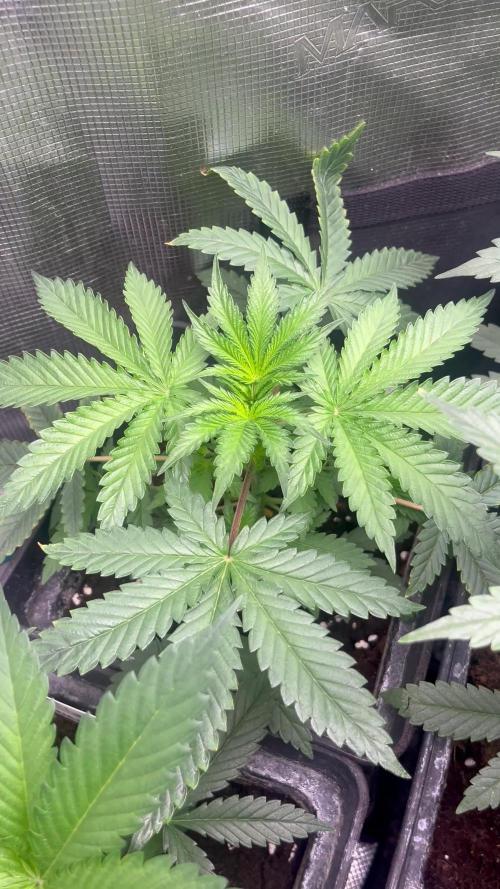 Hulkberry. RoyalQueenSeeds