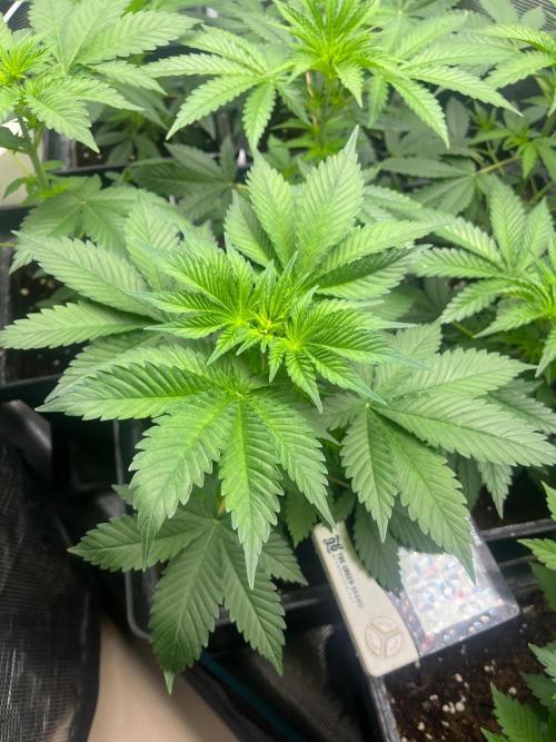 Gorilla Cookies. Seedstockers. Week 5