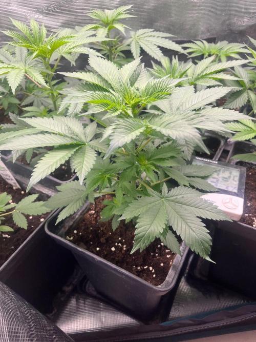 Gorilla Cookies. Seedstockers. Week 5