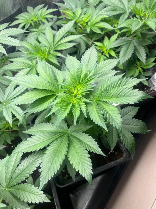 Gorilla Cookies. Seedstockers. Week 5